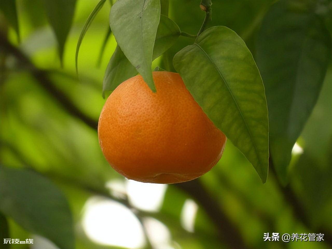 庭院十大吉祥之树图片(庭院种植十种吉祥树富贵自来)-图片2